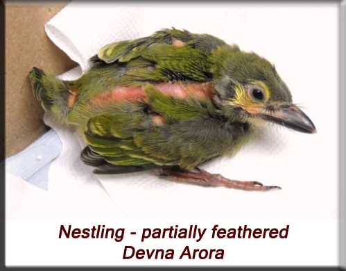 Devna Arora - Partially feathered baby barbet